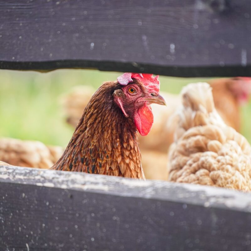 BZA delays egg farm decision again