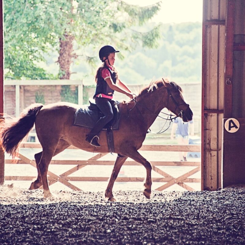 Theft delays Sunrise’s horse therapy services 