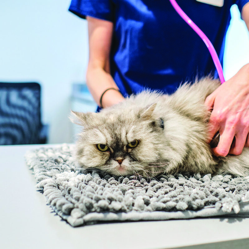 Spay/neuter donations near $2,500