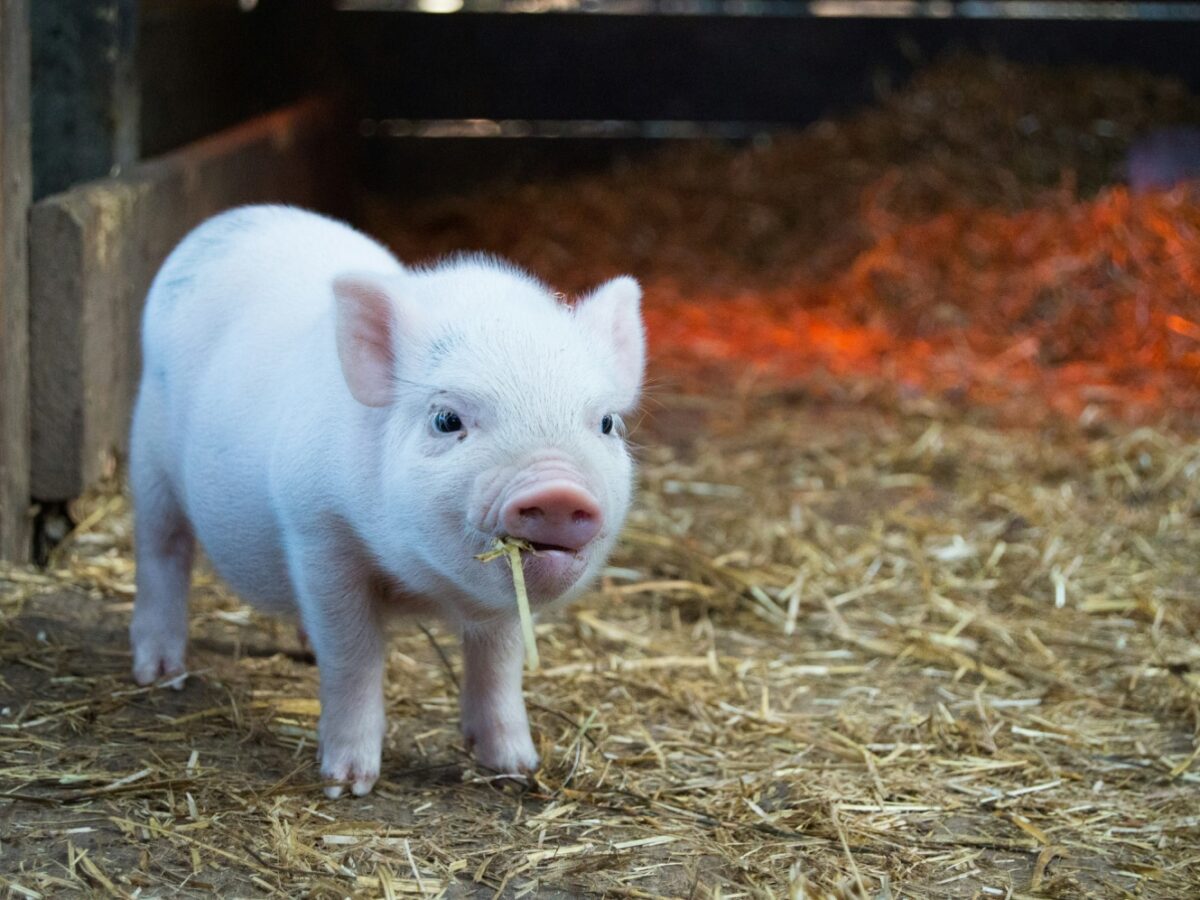 Potbellied pig can stay in town