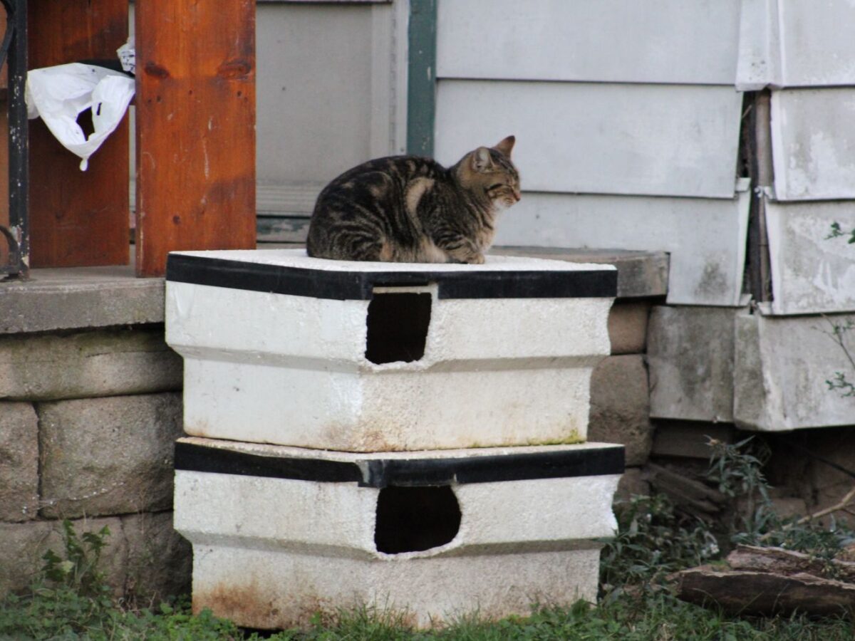 Leader pledges $1K toward fixing cat colony
