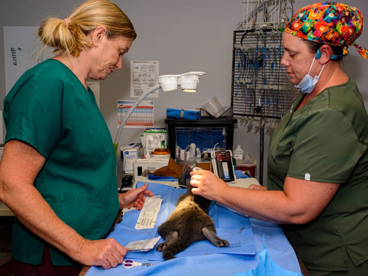 Low-cost care, high community need