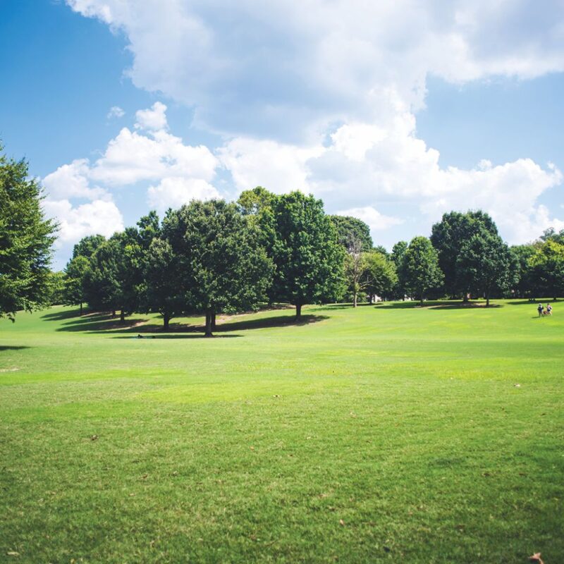 City’s arborist hoping to pursue urban forestry certificate