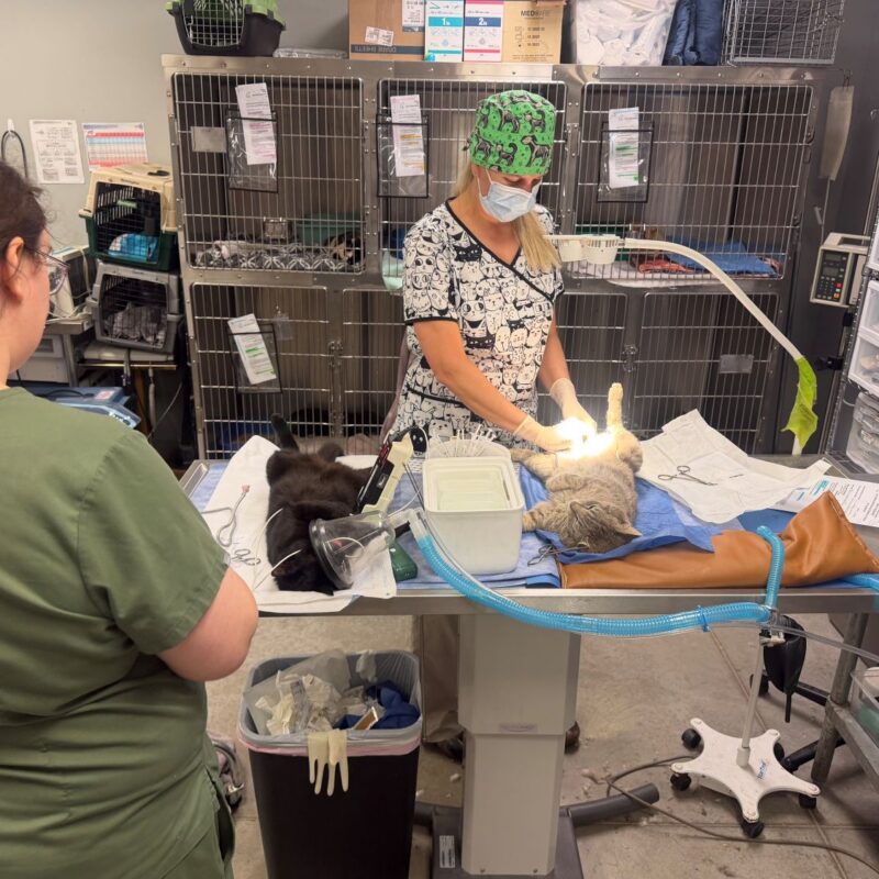 Cambridge City catches more cats