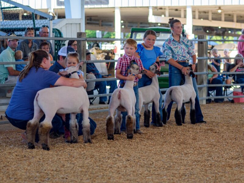 Hundreds involved in fair projects