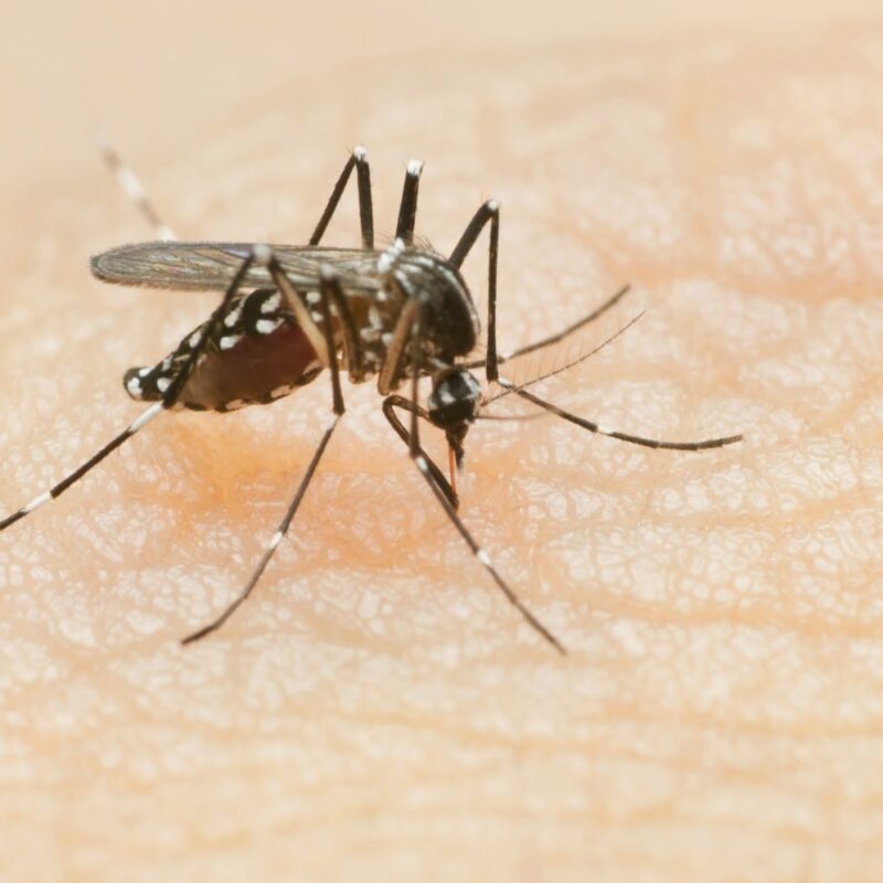 Mosquito prevention stirs public concern